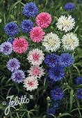 Centaurea cyanus 'Double-Mixture'